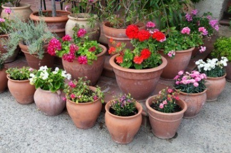 Container Plants on Patio