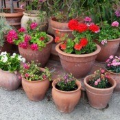 Container Plants on Patio