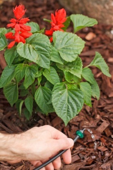 Watering Garden