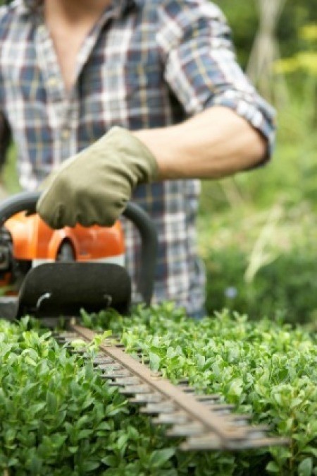 Man Trimming Hedge With Power Hedge Trimmer
