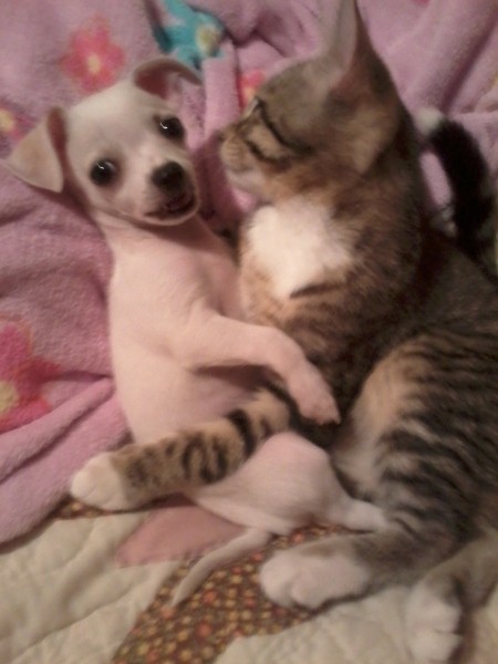Chihuahua and cat.