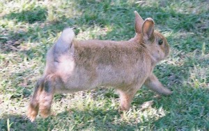 Bunny running in yard,