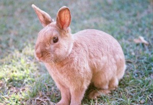Closeup of bunny.