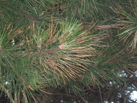 Brown pine needles.