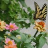 Butterfly on zinna.