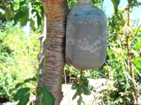 Milk jug tomato planter hanging in tree.