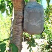 Milk jug tomato planter hanging in tree.