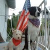 two patriotic dogs