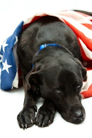 Dog with an American flag.