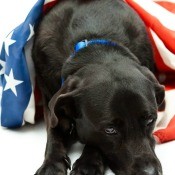 Dog with an American flag.