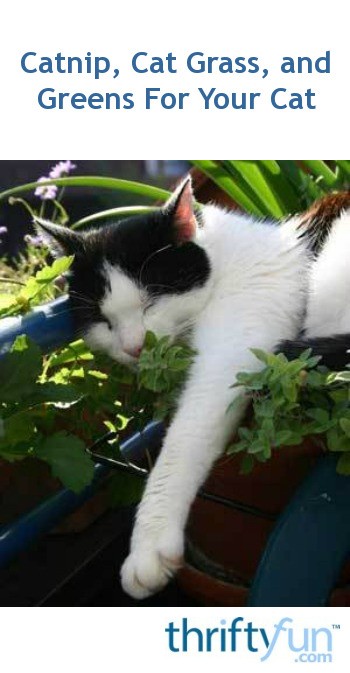 Catnip, Cat Grass, and Greens For Your Cat | ThriftyFun