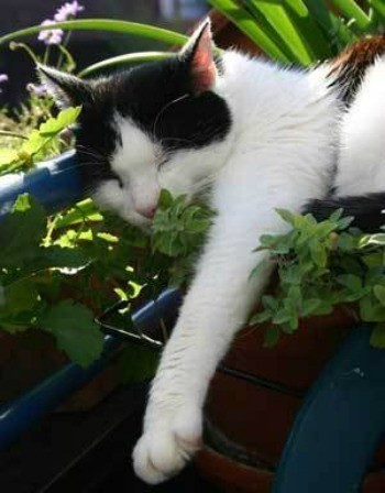 Cat sleeping on potted plants.