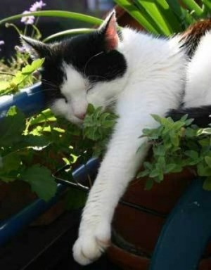 Growing and Using Catnip (and Cat Grass) | ThriftyFun