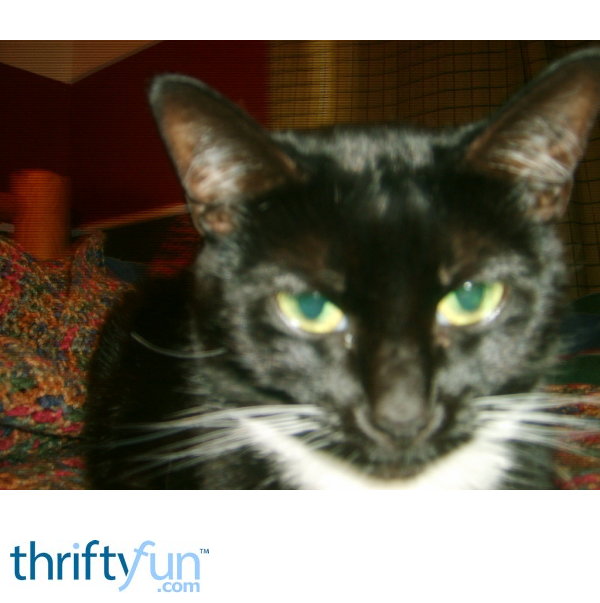 Mittens (Cat) ThriftyFun