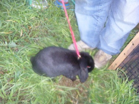 Black bunny on a leash.
