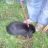 Black bunny on a leash.