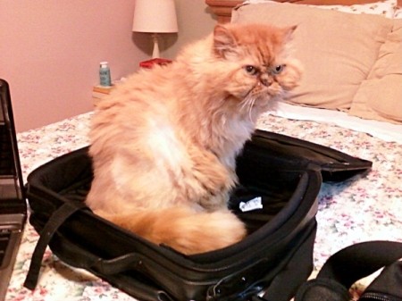 Cat sitting in a suitcase.