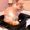 Cat sitting in a suitcase.