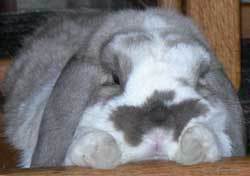 Closeup of gray and white bunny.