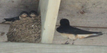 Baby and mother barn swallows.