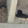 Baby and mother barn swallows.