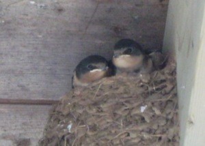 Two baby swallows.
