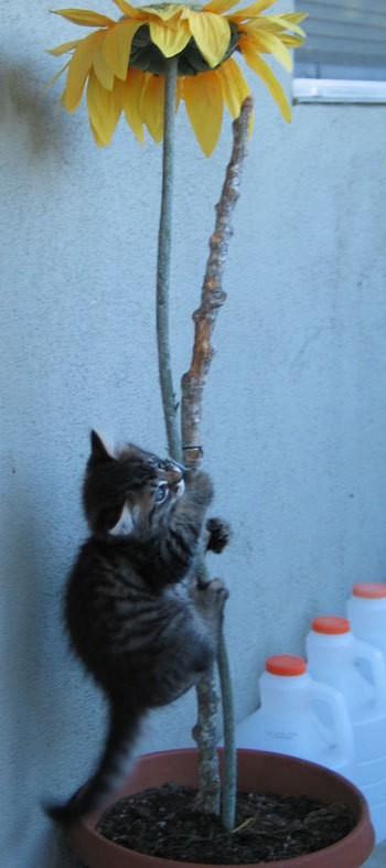 Kitten climbing up a plant stalk.