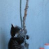 Kitten climbing up a plant stalk.