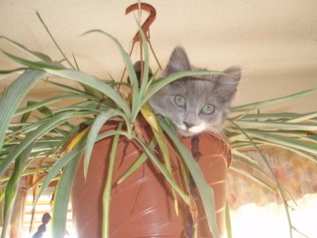 Cat hiding out in a hanging spider plant pot.