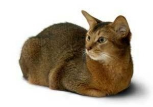 Abyssinian cat.