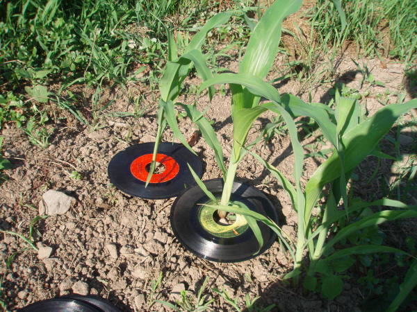 Corn stalks growing up through center hole of record.