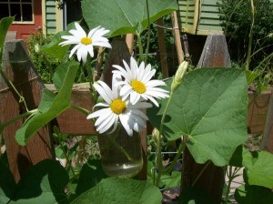 Cut Shasta daisies in hanging jar.