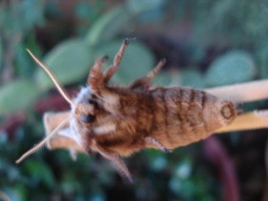 View of underside.