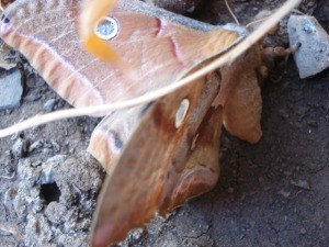 Closeup of moth on the ground.