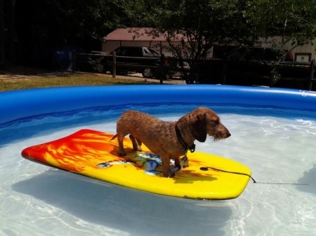 Hippie on a float board in the pool.