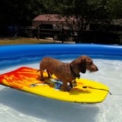 Hippie on a float board in the pool.