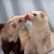 Two ferrets grooming each other.