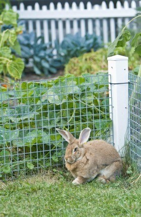 Rabbit Prevented From Getting in Garden By Fence