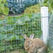 Rabbit Prevented From Getting in Garden By Fence