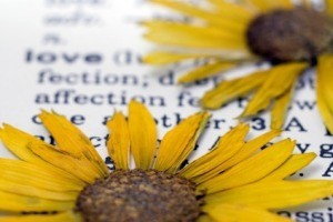 Pressed Flowers in a Book