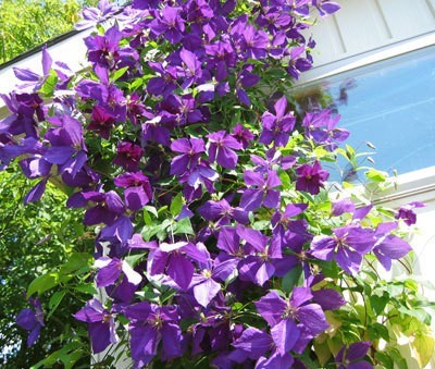Taking Care of Clematis