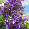 Taking Care of Clematis