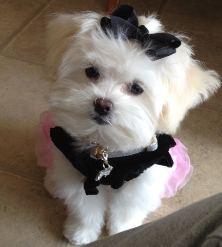 Cute puppy with a black bow in its hair.