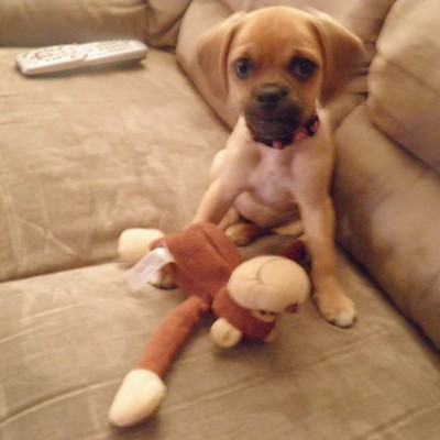 Marlee (Puggle)