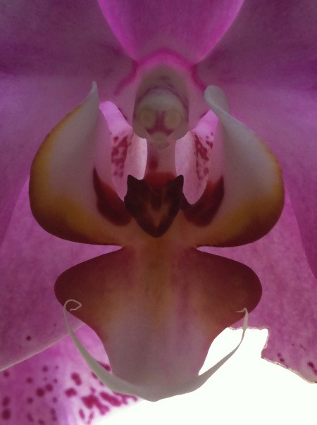 Beautiful closeup of an orchid and what appears to be a face inside.