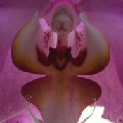 Beautiful closeup of an orchid and what appears to be a face inside.