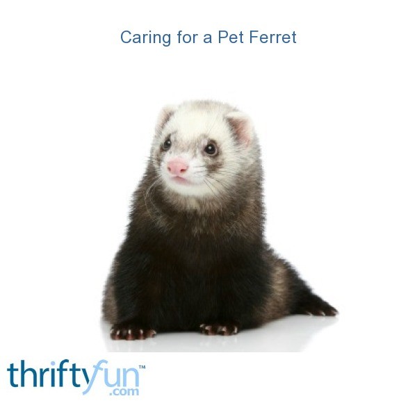 Caring for Pet Ferrets ThriftyFun