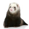 Caring for a Pet Ferret