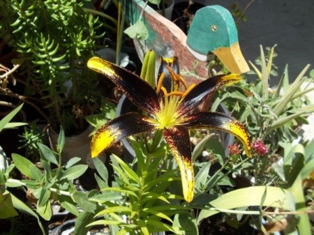 Maroon and gold lily.
