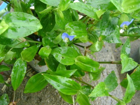 Small blue flowers with bright yellow stamen.